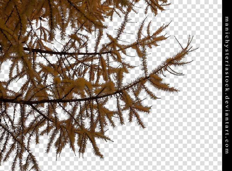 Larch Tree Autumn Foliage Cut Out, brown leaves transparent background PNG clipart