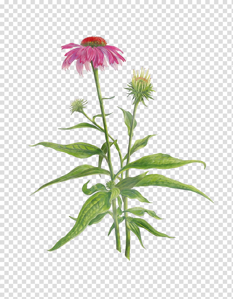 Purple Watercolor Flower, Paint, Wet Ink, Herbaceous Plant, Annual Plant, Coneflower, Flowerpot, Plant Stem transparent background PNG clipart