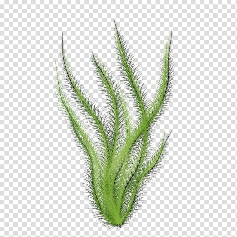 leaf plant grass terrestrial plant grass family, Watercolor, Paint, Wet Ink, Flower, Clubmoss, Vascular Plant transparent background PNG clipart