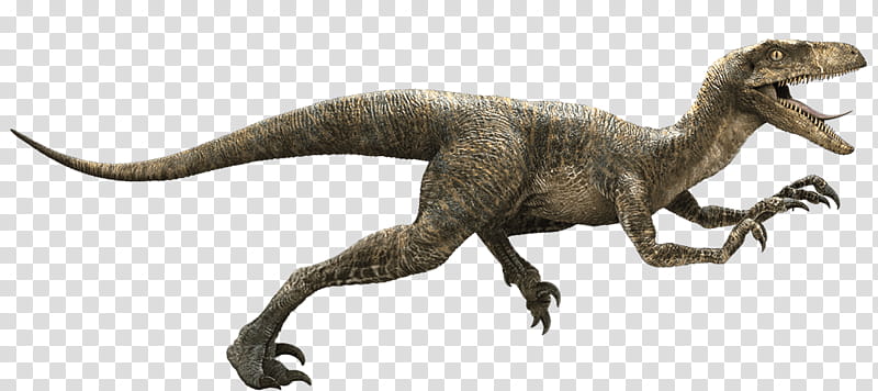 Jurassic Park, Velociraptor, Tyrannosaurus, Pachycephalosaurus, Deinonychus, Dinosaur, Drawing, Indominus Rex transparent background PNG clipart