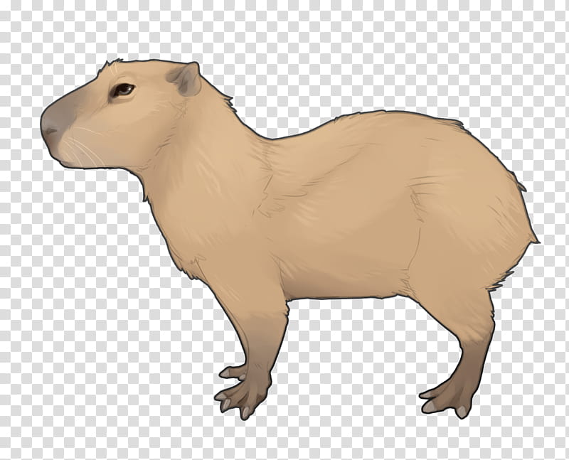 capybara animal figure terrestrial animal snout fawn transparent background PNG clipart