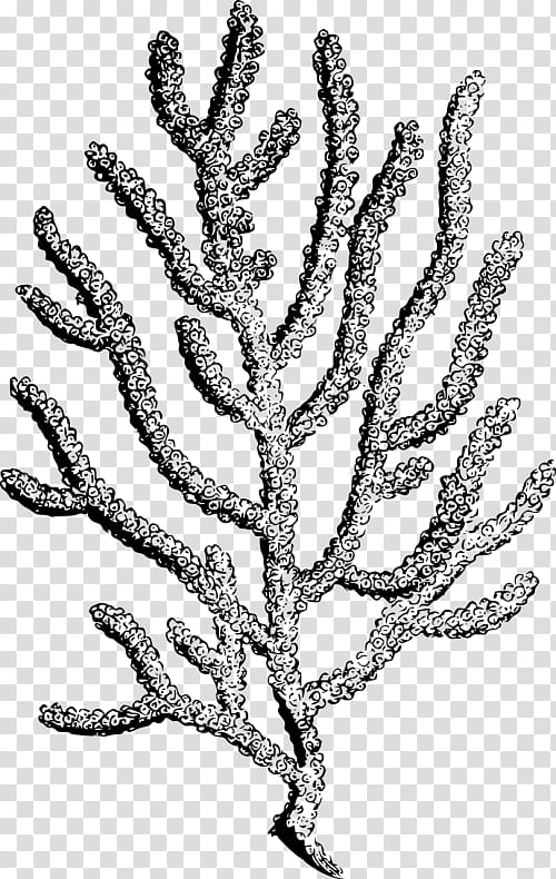 Coral Reef, Black Coral, Coral Reef Fish, Sea Anemones And Corals, Drawing, Branch, Plant, Leaf transparent background PNG clipart