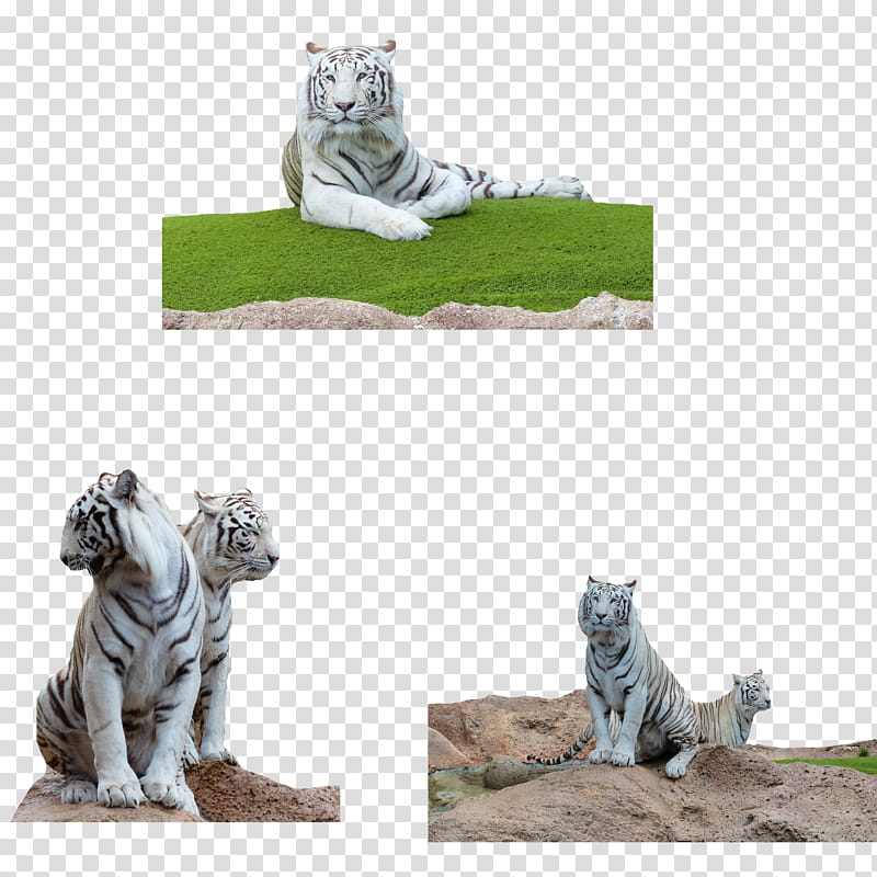 White Bengal Tigers transparent background PNG clipart