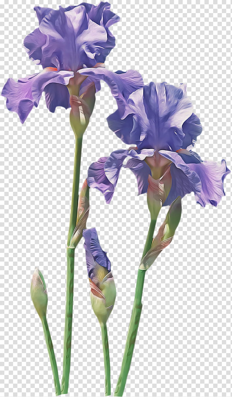 flower flowering plant plant cut flowers iris, Purple, Petal, Iris Family transparent background PNG clipart