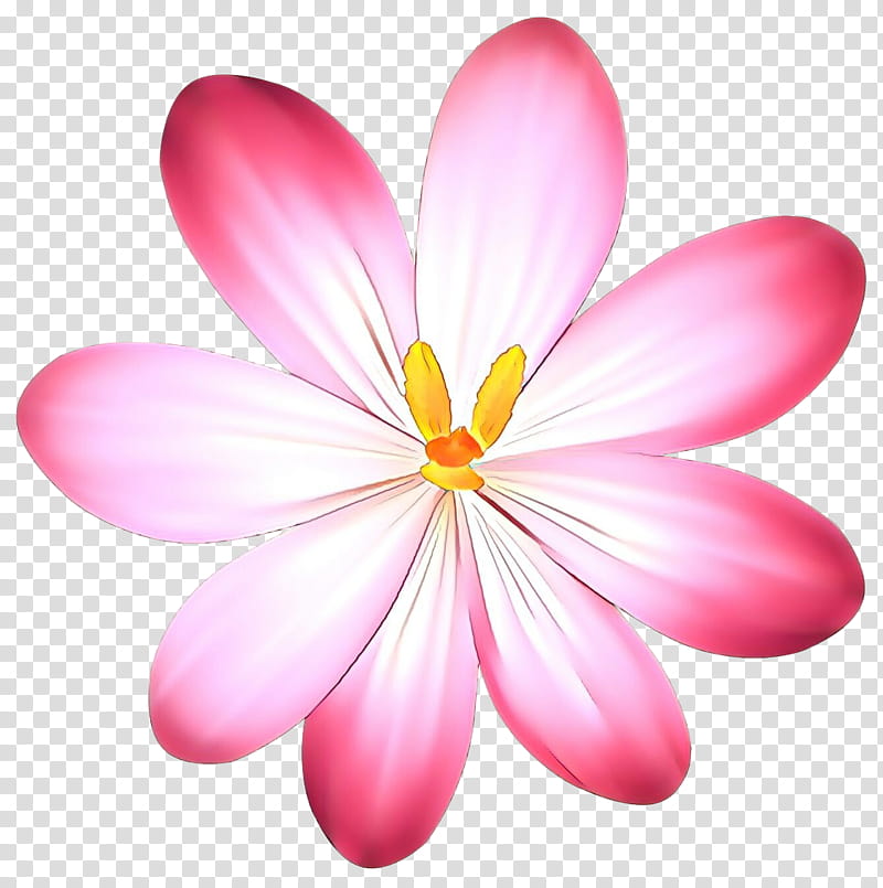 Pink Flower, Pink M, Computer, Petal, Plant, Frangipani, Wildflower, Crocus transparent background PNG clipart