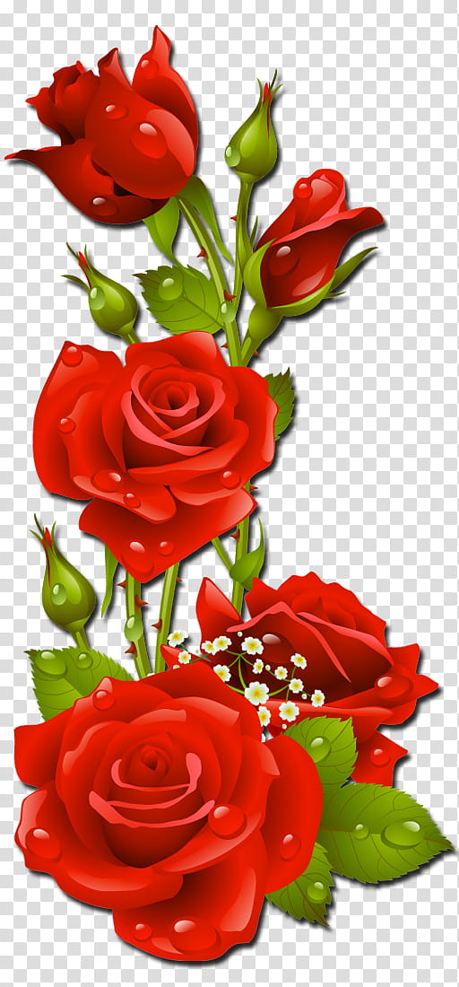 Background Family Day, Rose, Flower, Blue Rose, Floral Design, Garden ...