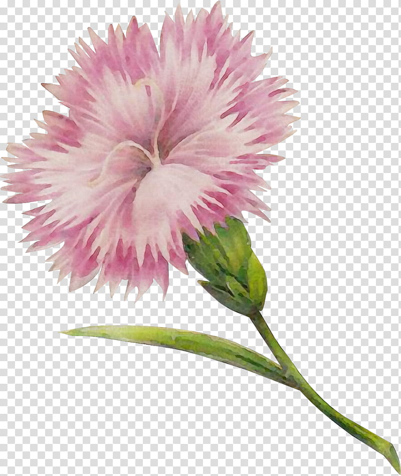 flower flowering plant plant pink petal, Watercolor, Paint, Wet Ink, Sweet William, Dianthus, Carnation, Pink Family transparent background PNG clipart