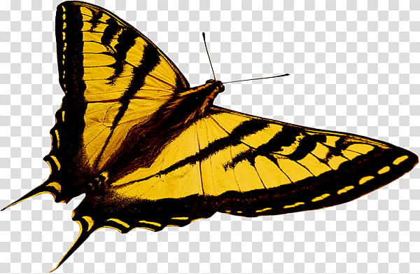 tiger swallowtail butterfly transparent background PNG clipart