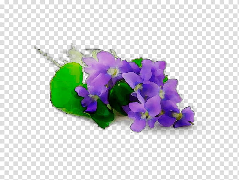 Family, Herbaceous Plant, Plants, Violet, Purple, Flower, Petal, Iris transparent background PNG clipart