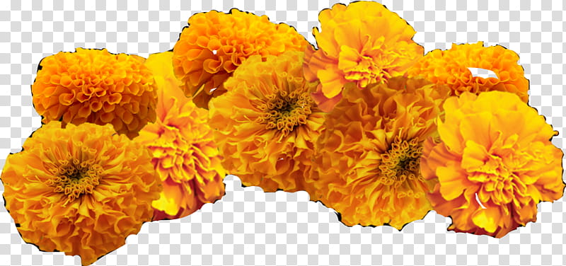 Flowers, Mexican Marigold, Day Of The Dead, Ofrenda, Chrysanthemum, Cut Flowers, Tagetes, English Marigold transparent background PNG clipart