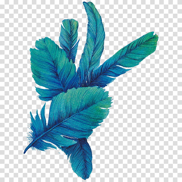 , several green feathers transparent background PNG clipart