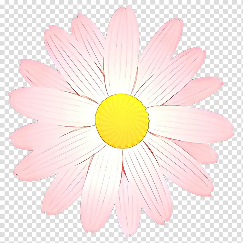 pink and yellow flower in bloom, Daisy, Pink, Petal, Flower, Chamomile, Gerbera, Camomile, Yellow, Plant, Mayweed transparent background PNG clipart