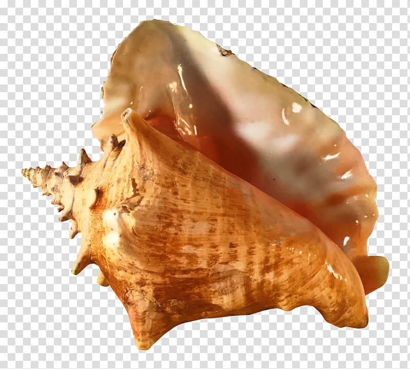 Snail, Queen Conch, Seashell, Conchology, Sea Snail, Cockle, Iridescence, Spiral transparent background PNG clipart