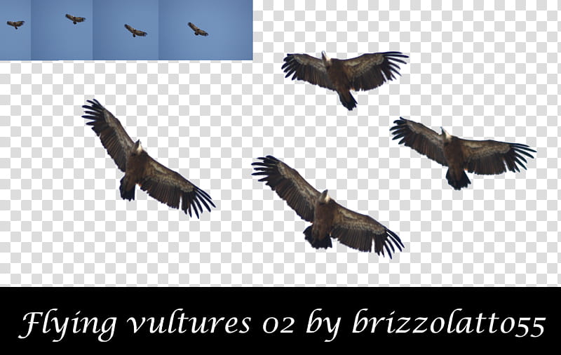 Flying Vultures , flying vultures transparent background PNG clipart