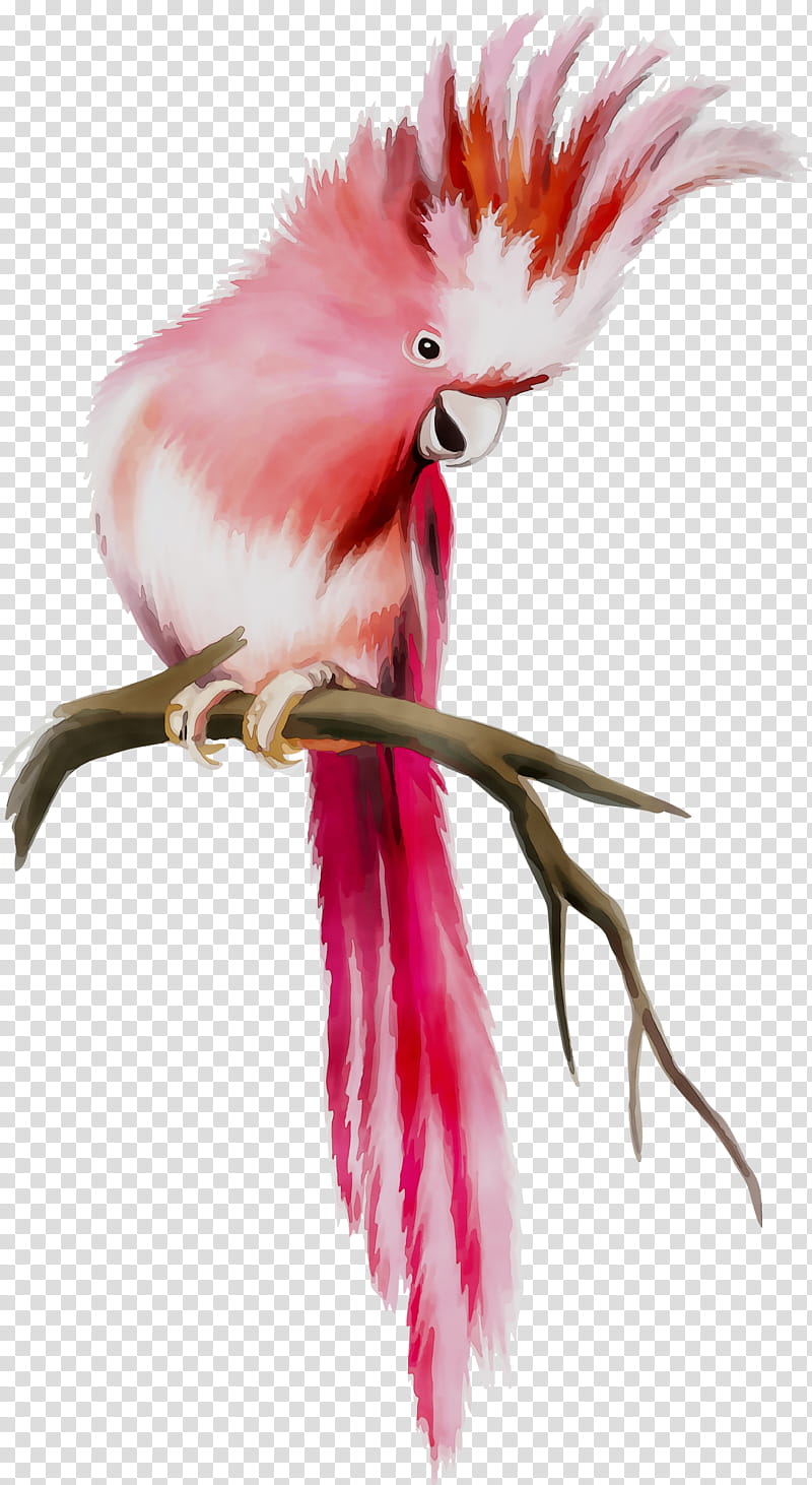 Bird Parrot, Feather, Beak, Chicken As Food, Pink, Cockatoo, Wing, Tail transparent background PNG clipart