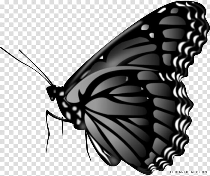 Butterfly Black And White, Gps Navigation Systems, Color, Grayscale, Smartwatch, Coloring Book, Black And White
, Moths And Butterflies transparent background PNG clipart