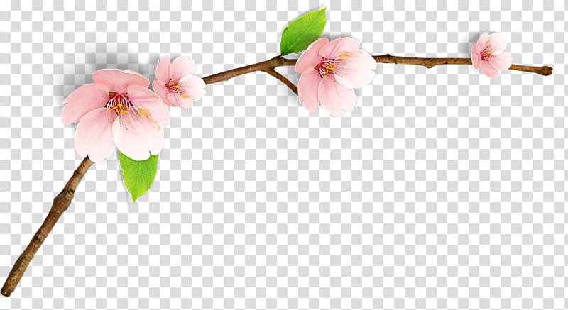 Watercolor Flower, Cherry Blossom, Watercolor Painting, Spring
, Peach, Cherries, Branch, Plant transparent background PNG clipart