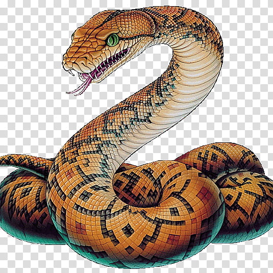 Drawing Of Family, Snakes, Reptile, Vipers, Indian Cobra, King Cobra, Rattlesnake, Ball Python transparent background PNG clipart