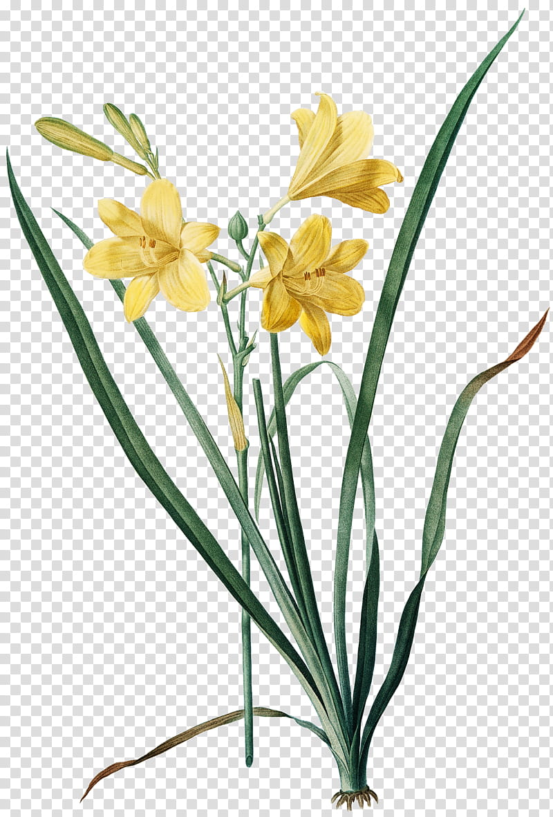 Drawing Of Family, Fleurs, Painting, Painter, Daylily, Canvas Print, Flower, Plant transparent background PNG clipart