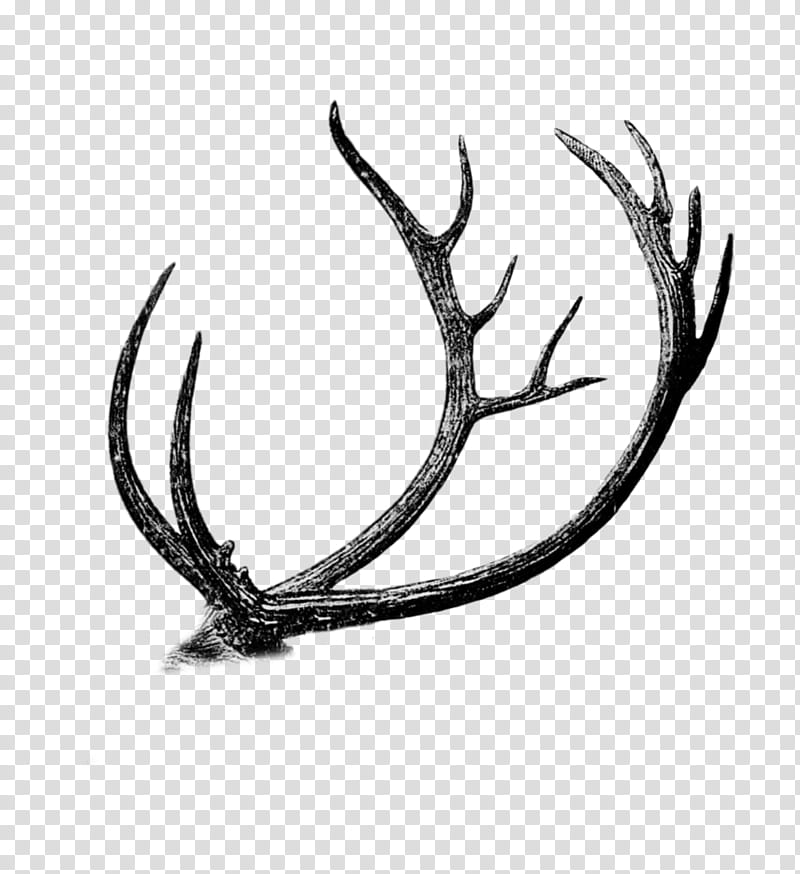 Plant Leaf, Barasingha, Antler, Drawing, Deer, Animal, Horn, Black And White transparent background PNG clipart
