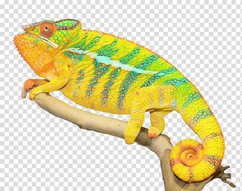 Chameleon, Chameleons, Reptile, Panther Chameleon, Lizard, Veiled Chameleon, Jacksons Chameleon, Common Chameleon transparent background PNG clipart