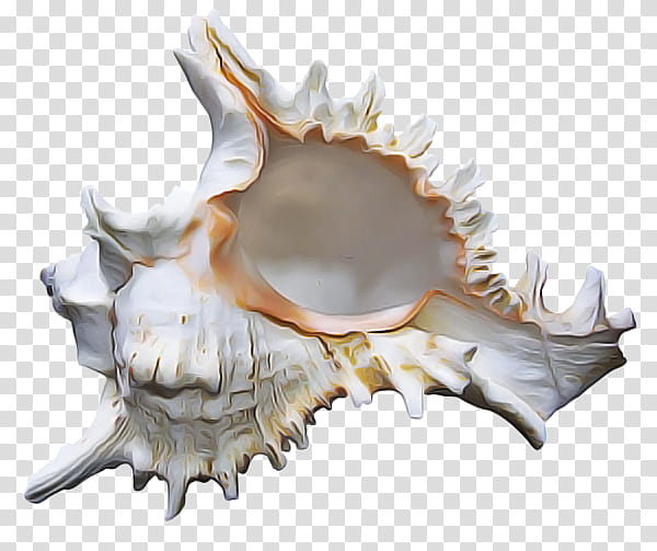 conch conch jaw shankha shell, Skull, Bone transparent background PNG clipart