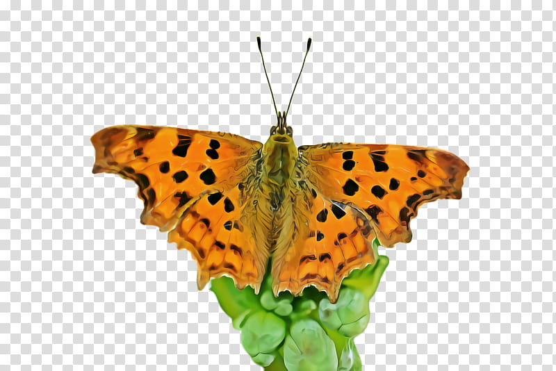 moths and butterflies butterfly cynthia (subgenus) comma insect, Cynthia Subgenus, Polygonia, Brushfooted Butterfly, Silverwashed Fritillary, Pollinator transparent background PNG clipart
