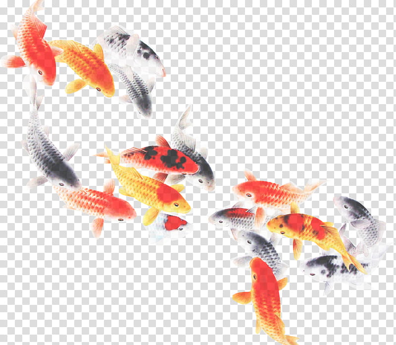 koi feeder fish fish goldfish tail transparent background PNG clipart