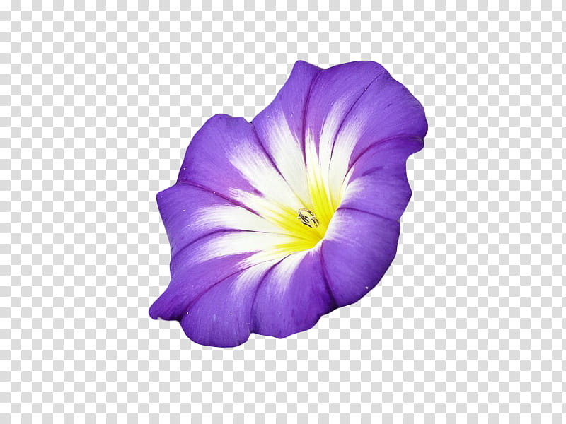 , purple and white petunia flower PYLA#ABM barcode transparent ...