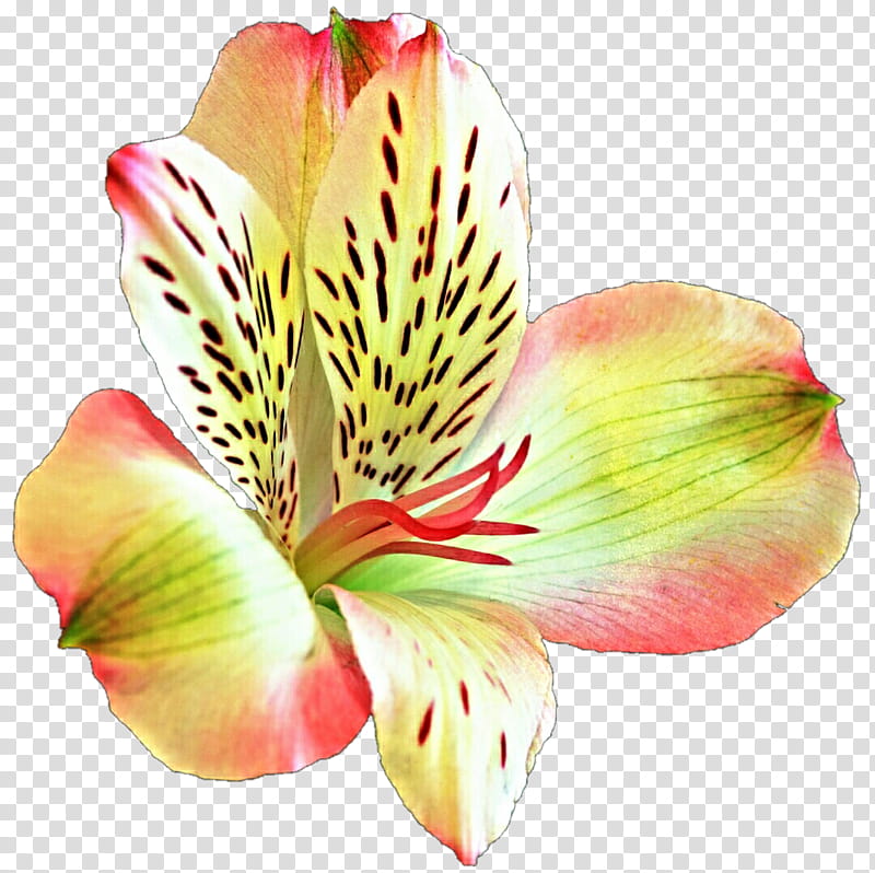 Astro Lily transparent background PNG clipart