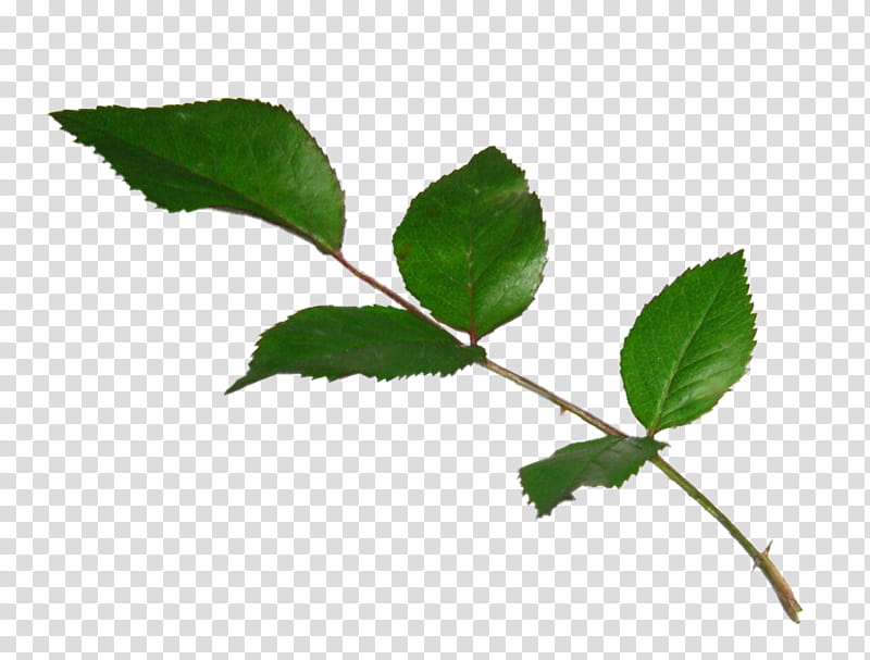 rose leaf, green and black leaf plant transparent background PNG clipart