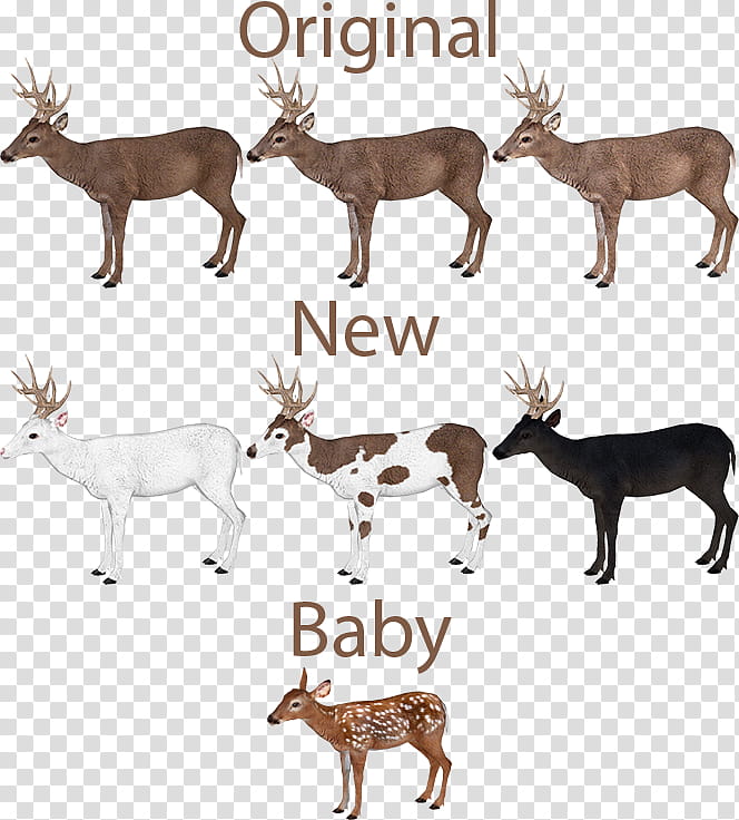 Reindeer, Moose, Elk, Whitetailed Deer, Irish Elk, Antler, Eventoed Ungulates, Wildlife transparent background PNG clipart