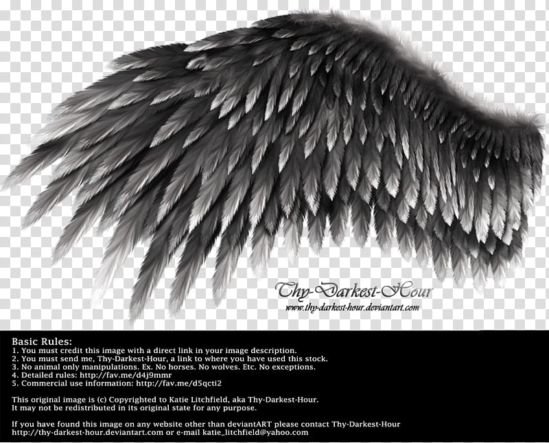 Romantic Wing Black Gray, Thy Darkest Hour wing logo with basic rules text overlay transparent background PNG clipart