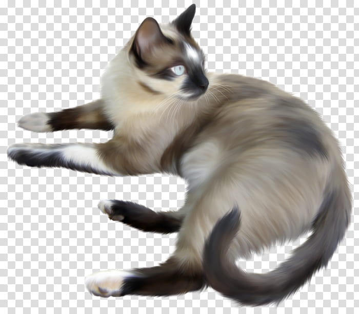 Balinese cat Siamese cat Thai cat Snowshoe cat Devon Rex, Kitten, Persian Cat, British Shorthair, Ragdoll, Animal, Tonkinese, Birman transparent background PNG clipart