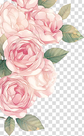 Rose Garden, pink rose flowers illustration transparent background PNG clipart