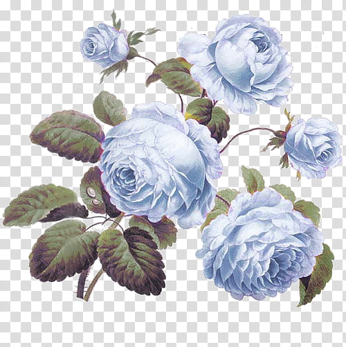 Vintage Flowers, blue flowering plant illustration transparent background PNG clipart