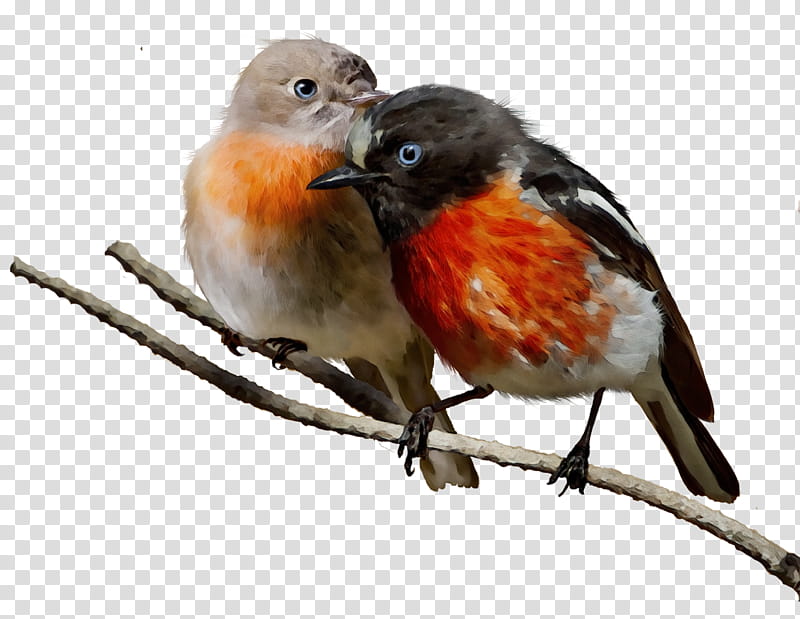 bird european robin robin beak old world flycatcher, Watercolor, Paint, Wet Ink, Songbird, Perching Bird, Finch transparent background PNG clipart