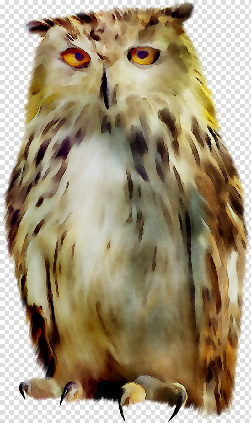 Eagle Drawing, Owl, Bird, Tawny Owl, Snowy Owl, Bird Of Prey, Little Owl, Eurasian Eagleowl transparent background PNG clipart