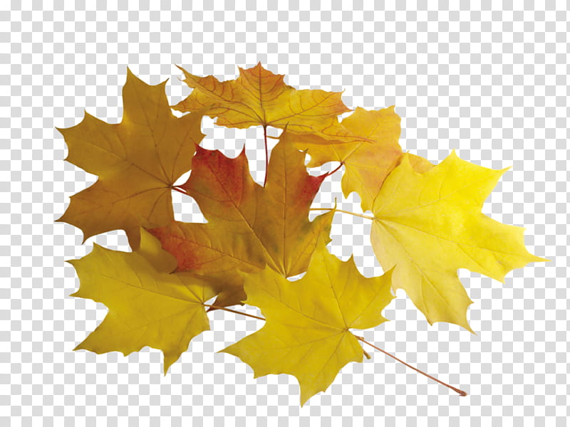 Autumn Leaf Drawing, Autumn Leaf Color, Yellow, Maple, Tree, Sweetgum, Maple Leaf, Black Maple transparent background PNG clipart