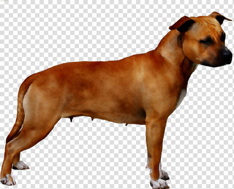 Mouth, Rhodesian Ridgeback, Horse, Painting, Breed, Snout, Crossbreed, Theme transparent background PNG clipart