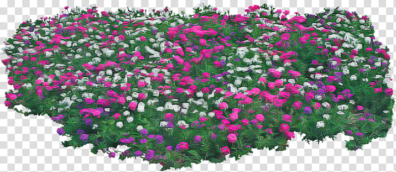 flower flowering plant plant pink groundcover, Magenta, Petal, Petunia, Annual Plant, Shrub transparent background PNG clipart