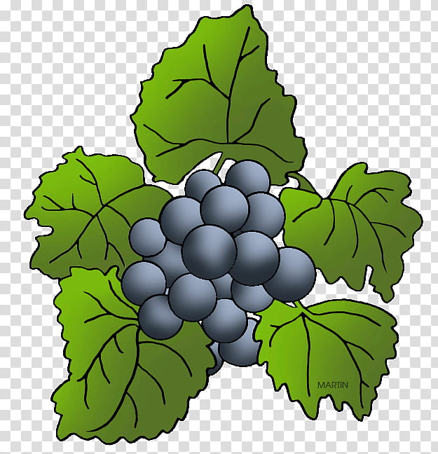 Leaves, Grape, Wine, Concord Grape, Kyoho, Grape Leaves, Muscadine, Sultana transparent background PNG clipart
