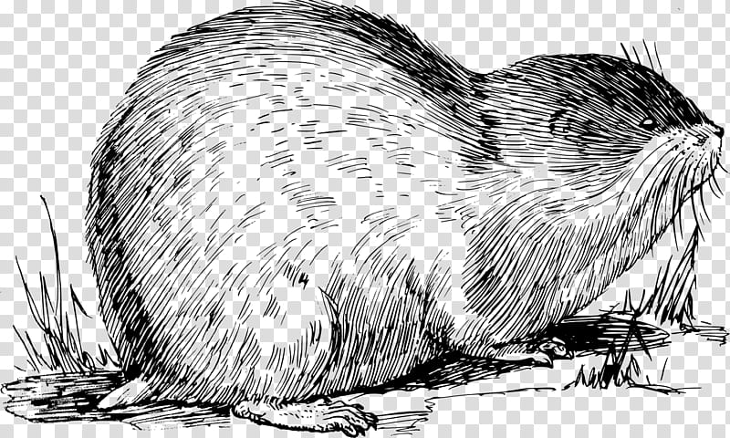 Beaver, Lemming, Norway Lemming, Muskrat, Drawing, Line Art, Arctic Lemming, Cartoon transparent background PNG clipart