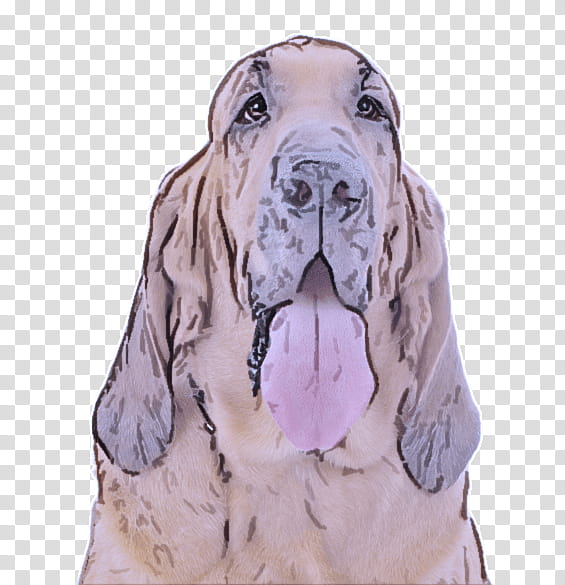 dog dog breed bloodhound basset hound giant dog breed, Great Dane transparent background PNG clipart