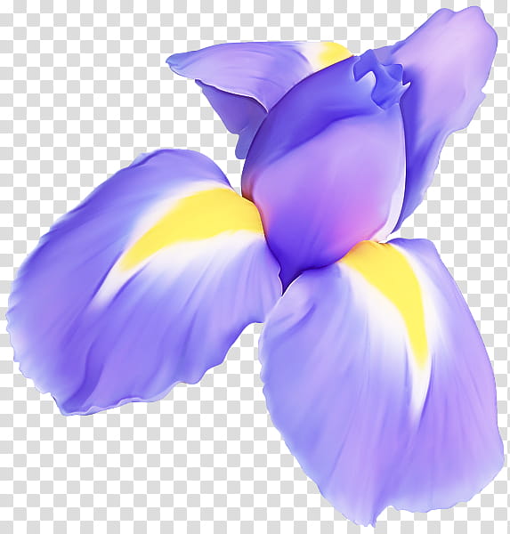 petal purple violet flower plant, Iris, Iris Family, Flowering Plant, Crocus, Cattleya transparent background PNG clipart