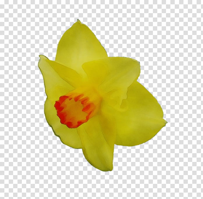 yellow flower petal plant narcissus, Watercolor, Paint, Wet Ink, Flowering Plant, Amaryllis Family, Herbaceous Plant, Wildflower transparent background PNG clipart