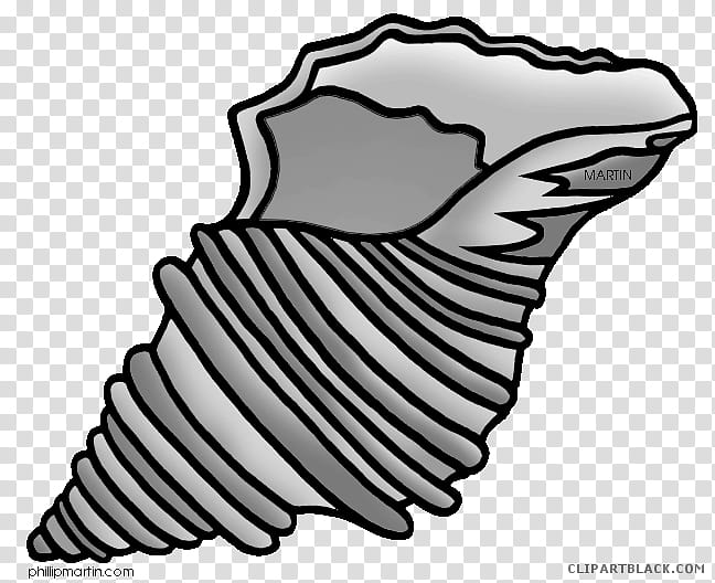 Seashell Black And White, Conch, Cockle, Drawing, Shellfish, Whelk, Cartoon, Black And White transparent background PNG clipart