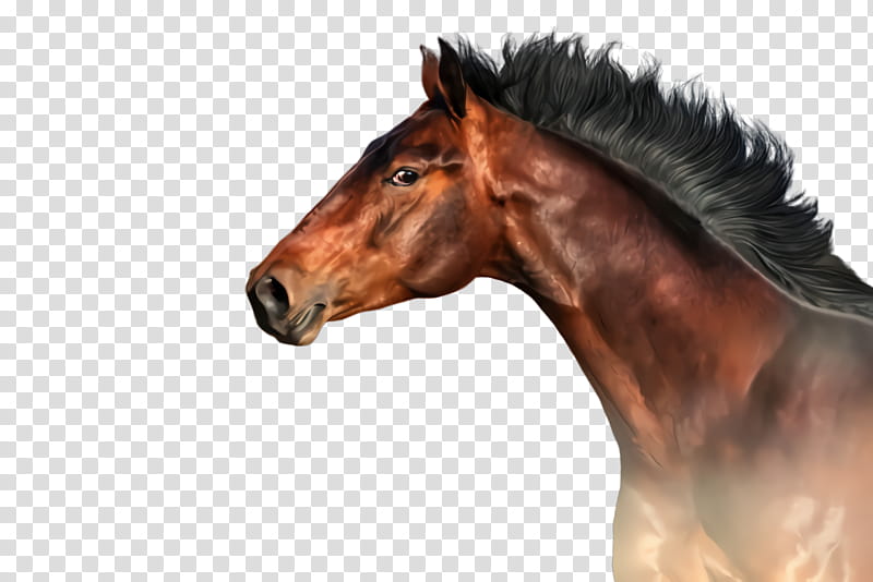 horse mane sorrel mustang horse head, Stallion, Mare, Snout transparent background PNG clipart