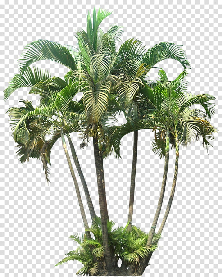 Coconut Tree Drawing, Palm Trees, Small Canary Island Date Palm, Howea Forsteriana, Howea Belmoreana, Carpentaria, Krajobraz, Areca Palm transparent background PNG clipart