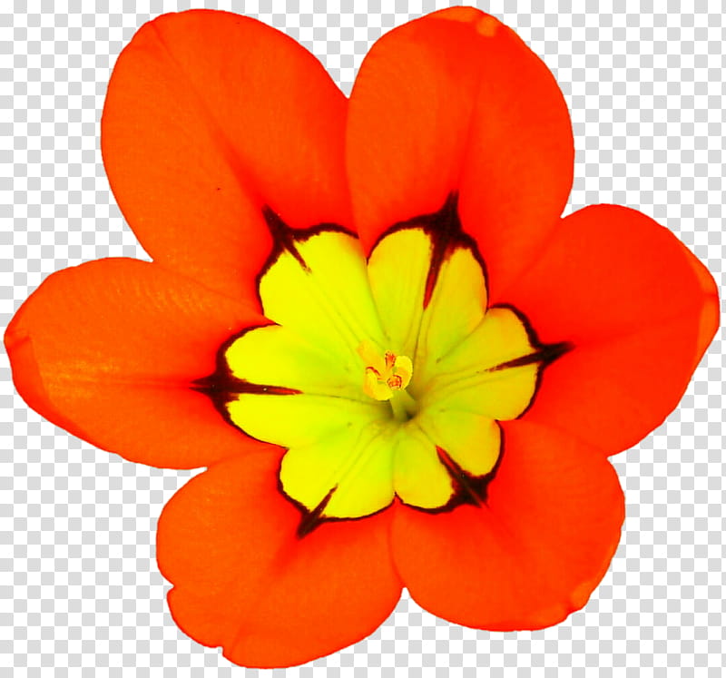 Gorgeous Orange Flower transparent background PNG clipart